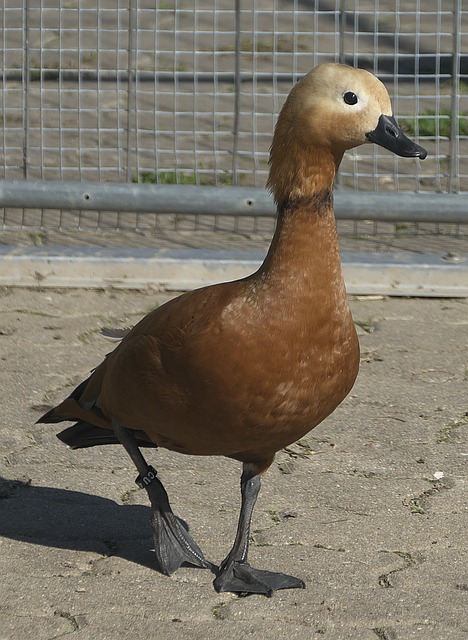 他不僅在場